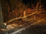 obrázek ke článku: Vozidlo přerazilo strom při dopravní nehodě, řidič zemřel